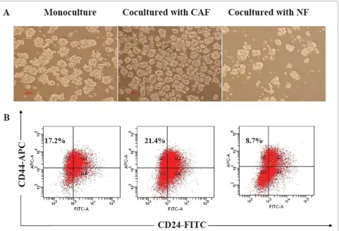 Table 2: Incidence of tumors by coinoculation of mammosphere cells with CAFs and NFs in NOD/SCID mice