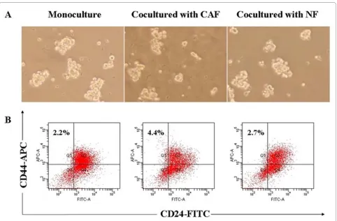 Figure 6 Mammosphere cells were cocultured with different stromal fibroblasts with the administration of AMD3100 and flow cytometry was used to measure CD44 and CD24 expression