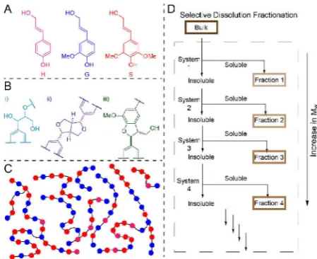 Figure 1. A The monolignol phenyl propanoid units that make up lignin:Representation of a mixture of lignin chains of different lengths andcompositions of aromatic units from the monolignols (colour-coded as inD p-coumaryl (H), coniferyl (G) and sinapyl (S) alcohols; B the three mostabundant linkages present in lignins: i) β-O-4, ii) β-β and iii) β-5; C A); Schematic representation of a selective dissolution solvent fractionationprotocol where lignin material is sequentially stirred in different solventsystems to isolate fractions of different solubility and molecular weights.