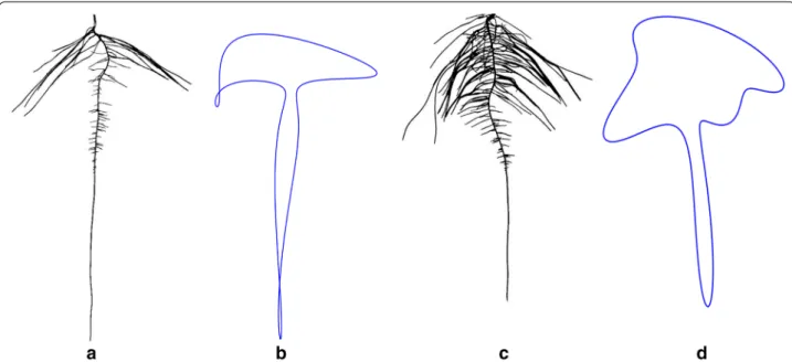 Fig. 9  Root shape profiles based on elliptical Fourier transformation (EFT). Example genotypes of a LG05-4832, b EFT derived root outline of  LG05-4832 (n = 14), c PI 594457A and, d EFT derived root outline of PI 594457A (n = 14) at 9 days