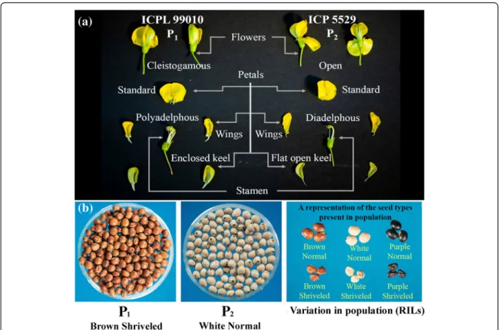 Fig. 1 Diagrammatic representation of the contrasting features in crossing parents (P 1 : ICPL 99010 and P 2 : ICP 5529) of mapping population