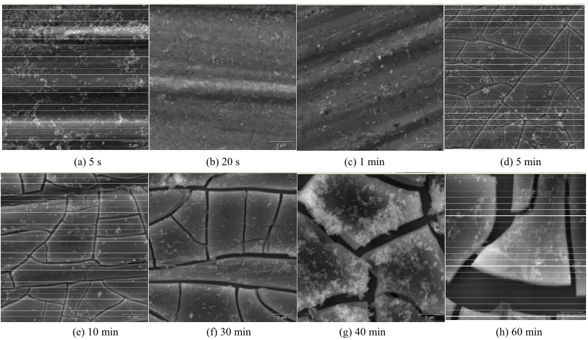 Figure 2 shows the SEM micrographs of the coatings formed in different times. It displays the evolution of the phytic acid conversion coating during treatment process