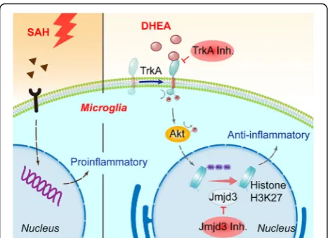 Figure S5. Jmjd3 responded to haemoglobin (Hb) stimulation in microglia.