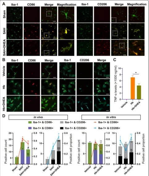 Fig. 3 DHEA exerted an anti-inflammatory effect by regulating microglial activation in vivo and in vitro