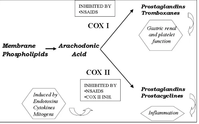 Figure 1: Mechanism of Action of �SAIDs in Labor Augmentation   
