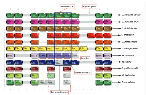 Figure 2 Candida Gene Order Browser (CGOB) screenshot for tandem cluster 32respectively