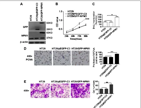 Figure 4 Exogenous expression of NPM1 enhanced colon cancer cell migration and invasive ability