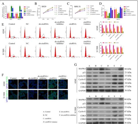 Fig. 4 Circ_0000190 inhibits progression of MM by inhibiting miR-767-5p. a qRT-PCR detects the effect of circ_0000190 and sh-circ_0000190, miR-