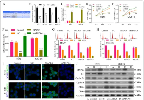 Fig. 5 MAPK4 is a target of miR-767-5p and inhibits progression of MM.the effect of MAPK4 over-expression and knocking down on the expression of MAPK4, CDK6, CDK4, Cyclin D1 and Cyclin E, p21detects the effect of MAPK4 over-expression and knocking down on 