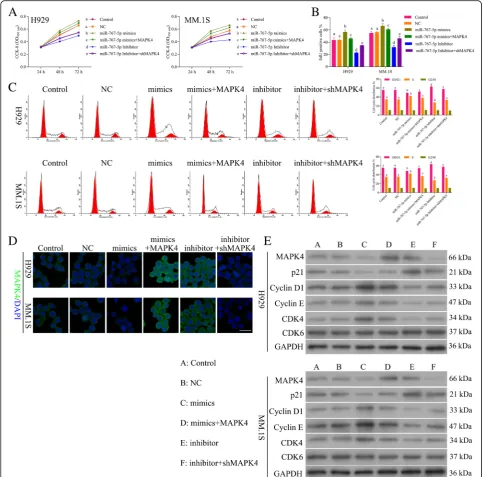 Fig. 6 MiR-767-5p promotes progression of MM by inhibiting MAPK4. a The CCK8 assay detects the effect of MAPK4 and sh-MAPK4, miR-767-5pmimics and inhibitor on cell viability of H929 and MM