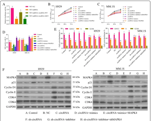 Fig. 7 Circ_0000190/miR-767-5p/MAPK4 axis on the cell progression of MM.shMAPK4 on the expression of MAPK4, CDK6, CDK4, Cyclin D1 and Cyclin E, p21 a Luciferase reporter assay of circ_0000190/miR-767-5p/MAPK4 axis