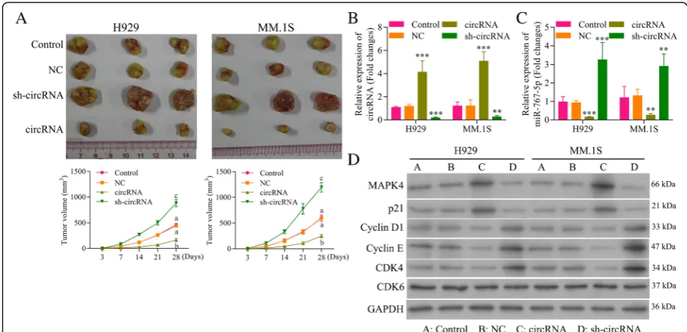 Fig. 8 Circ_0000190 inhibits growth of human MM tumor in murine xenograft models.E, p21circ_0000190.Different letters in the figure indicate statistically significant differences (and NCI-H929 tumors models mice transfected with circ_0000190 over-expressio