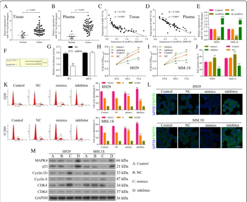 Fig. 3 miR-767-5p is a target of circ_0000190 and promotes the progression of MM.miR-767-5p mimics or inhibitor vs