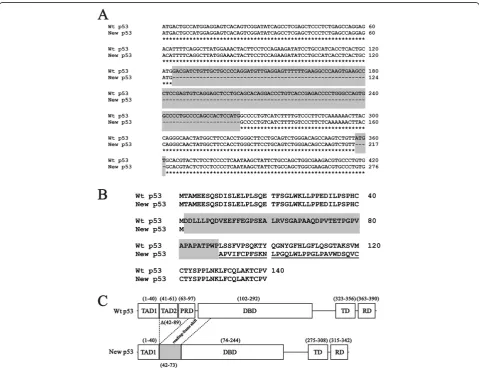 Figure 1 The sequence information for the new p53 variant. (A) Two deleted regions (140 nucleotides and four nucleotides), compared withthe wild-type p53 mRNA, are labeled in gray