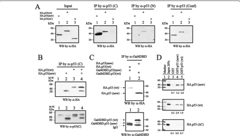 Figure 2 Protein structures verified using various p53 antibodies. (A) HeLa cells were transiently transfected with the indicated wild-type,new variant or C-truncated pSG5.HA.p53 expression DNAs (0.8 μg)