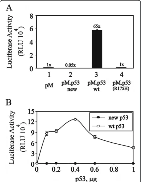 Figure 3 The new p53 variant has significantly less transactivationactivity. (A) HeLa cells were transiently transfected with 0.4 μg pM(Gal4DBD) and the indicated wild-type, new variant or R175H mutantpM–p53 along with the GK1 reporter gene (0.2 μg)