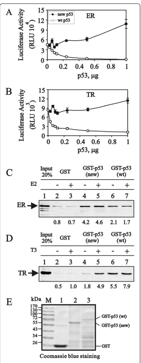Figure 6 The new p53 variant binds to ER and TR as well aswild-type p53, whereas it loses the repression on ER and TRtranscriptional activities