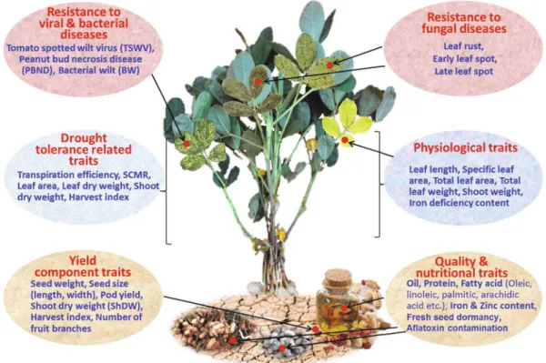 Fig. 7.1 Trait mapping efforts in peanut for developing trait-linked markers