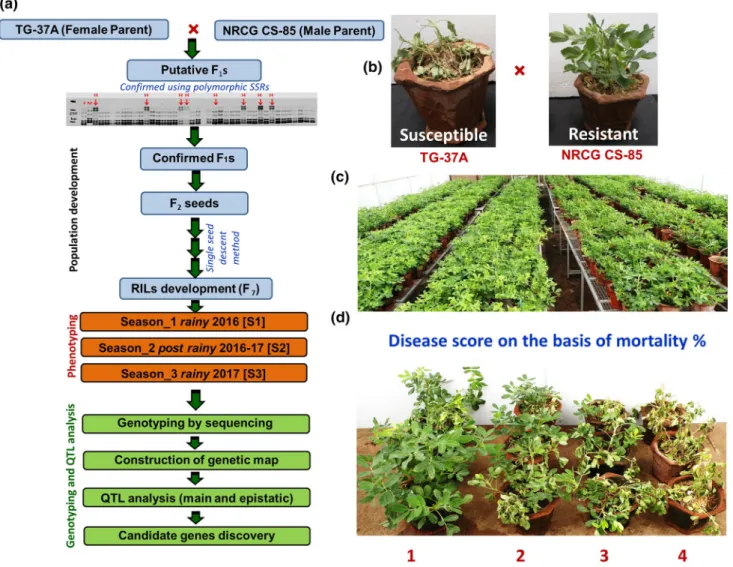 Fig. 1    Flow chart for population development, high-density genotyp- genotyp-ing and multi-season phenotypgenotyp-ing