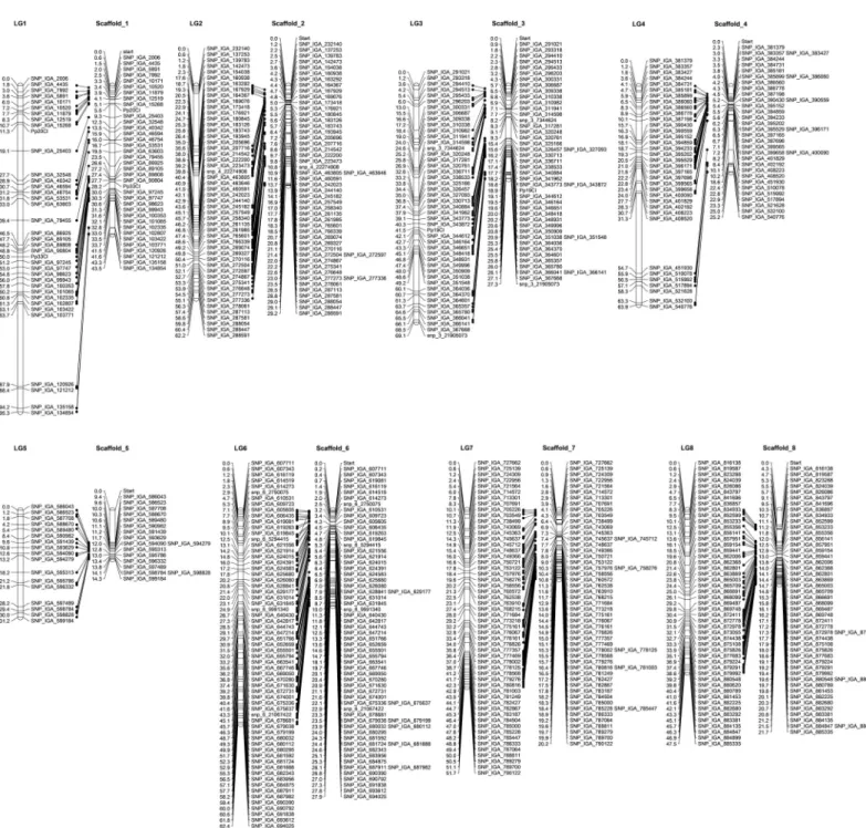 Fig 2. Alignment of the ZC 2 linkage map and the peach genome sequence v2.0. Peach genome scaffolds and ZC 2 linkage groups are shown on the left and right of each pair, respectively.