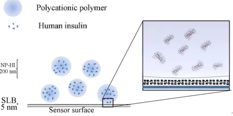 Figure 1. Description of the experimental platform. Differ-ently charged supported lipid bilayers on a sensor surface are exposed to nanoparticles, i.e