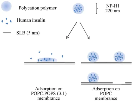 Figure 6. Schematic illustration of possible NP-HI adsorp-tion scenarios on two model membranes
