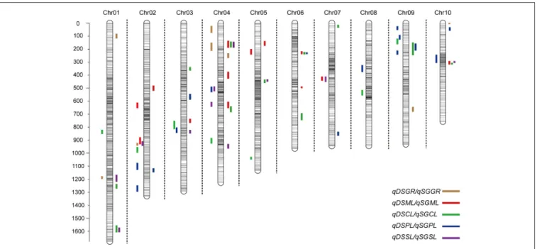 FIGURE 3 | Chromosomal location of quantitative trait loci (QTL) for deep-sowing germination ability (present in each chromosome left) and standard germination ability (present in each chromosome left) in IBM Syn10 population