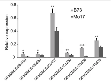 FIGURE 4 | Relative expression of six candidate genes in 7-day-old seedlings between parental lines B73 and Mo17
