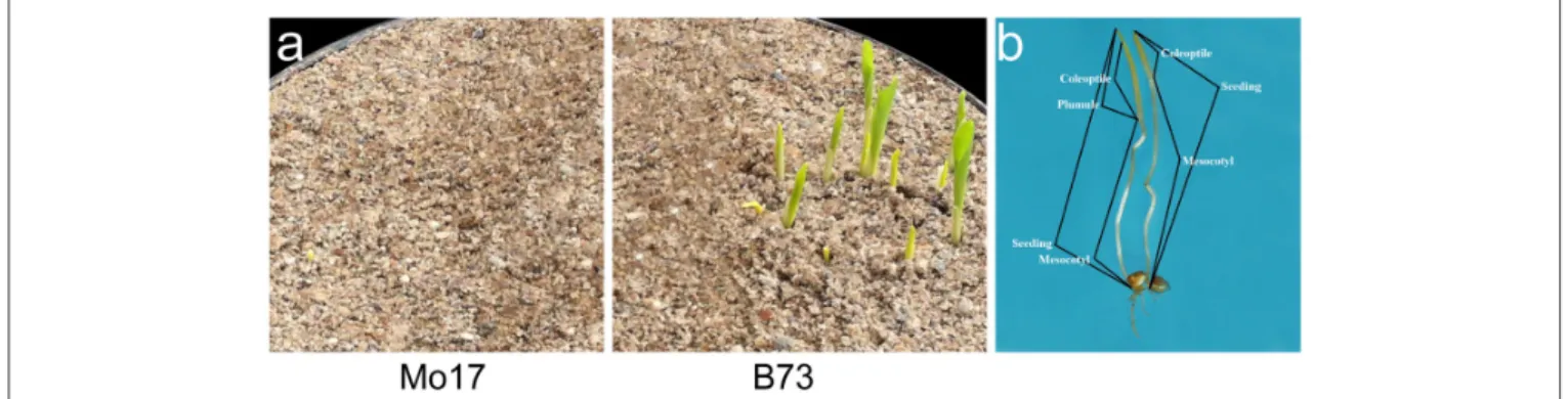 FIGURE 1 | Morphological observation of germinated seeds at 7 days under 12.5 cm sowing depth