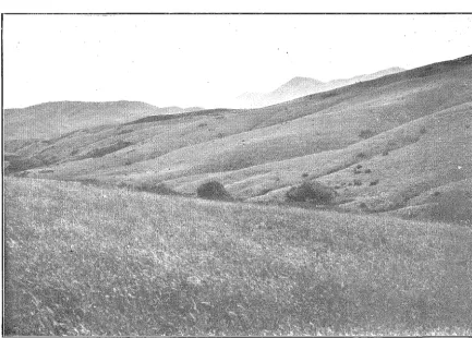 FIG.l ,-STRIPPED SURFACE OF GREYWACKE ON THE SOUTHERN SLOPE OF ABNER'S HEAD. Cairn Range and Flagpole Hill in the distance