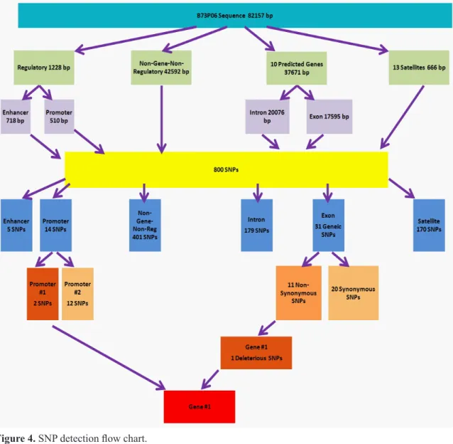 Figure 4. SNP detection flow chart.