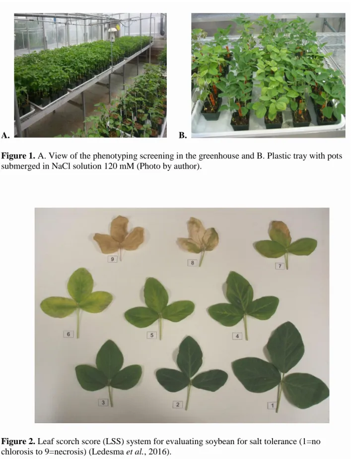 Figure 1. A. View of the phenotyping screening in the greenhouse and B. Plastic tray with pots  submerged in NaCl solution 120 mM (Photo by author)
