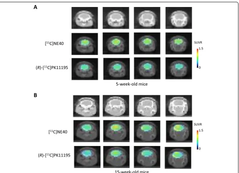 Figure 1for 5-week-old (a) and 15-week-old (b) mice. The SUVRsof [differ in the cerebral cortex and hippocampus in 5-week-old SAMP10 mice (Figs.15-week-old SAMP10 mice, an ANOVA with multiplecomparisons revealed a significantly higher SUVR for[ shows the p