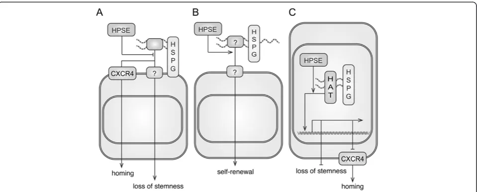 Figure 7 A schematic diagram demonstrates three possible action models of HPSE in modulating BM-MSCs