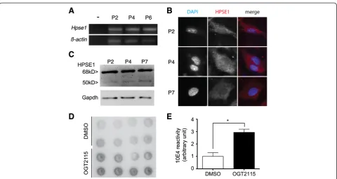 Figure 2 The inhibition of cell-autonomous HPSE1 did not affect the surface marker profiles of mouse BM-MSCs