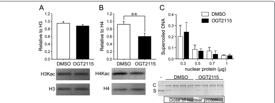 Figure 6 The inhibition of HPSE decreased the acetylation level on histone H4 lysine of mouse BM-MSCs