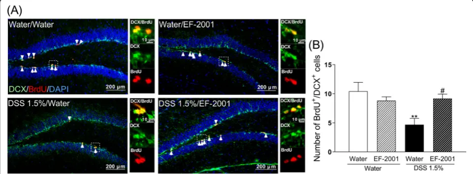 Fig. 7 Influence of Enterococcus faecalis 2001 (EF-2001) on hippocampal neurogenesis in dextran sulfate sodium (DSS)-treated mice