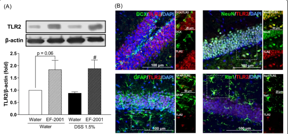 Fig. 9 Altered TLR2 protein level in the hippocampus after Enterococcus faecalis 2001 (EF-2001) administration
