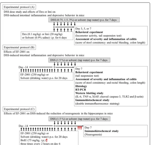 Fig. 1 Experimental time course for the behavioral tests, assessment of inflammation, histology, western blotting, and immunohistochemical ofthe experimental protocol A, experimental protocol B, and experimental protocol C