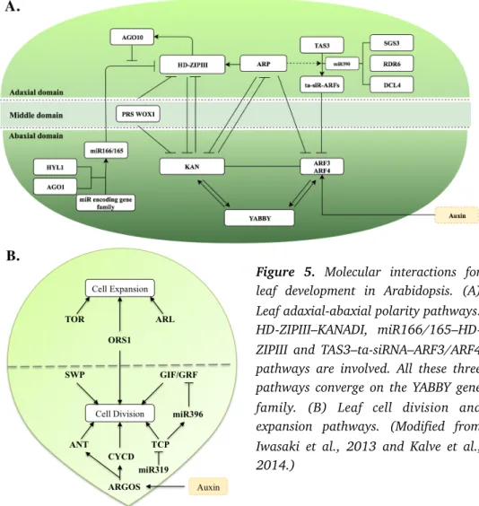 Figure  5.  Molecular  interactions  for  leaf  development  in  Arabidopsis.  (A)  Leaf adaxial-abaxial polarity pathways: 