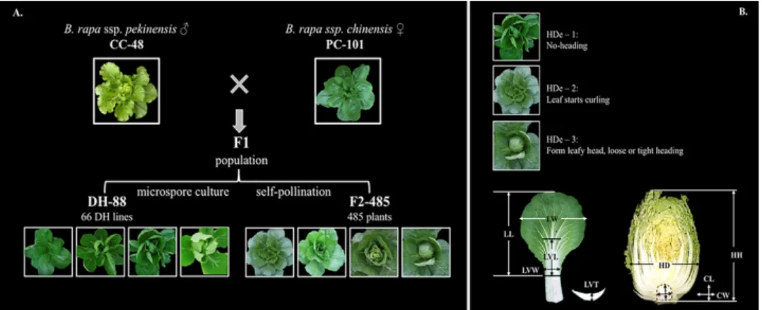 Figure  1.  The  strategy  for  constructing  the  Chinese  cabbage  (DH-88  and  F2-485)  populations (A) and description of the measurements of leaf and heading traits (B)