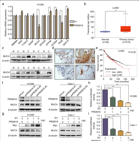 Fig. 5 PRDM16 functions as a MUC4 transcriptional repressor.obtained from the Kaplan-Meier plotter database [plasmids