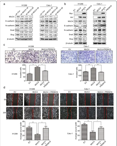 Fig. 6 PRDM16 suppresses cancer cell EMT by downregulating MUC4 expression in lung adenocarcinomas