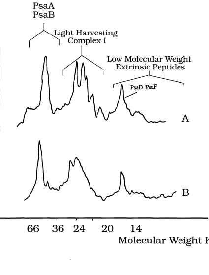 Figure 2.1, Laser densitometric scans of denaturing protein gelsa) Intact digitonin PSI particles