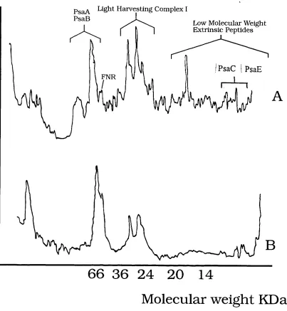 Figure 2.4, Laser densitometric scans of denaturing protein gelsa) Intact digitonin PSI particlesb) Digitonin PSI particles after treatment with 6.8 molar urea Sample concentration: 0.5 microgrammes per lane