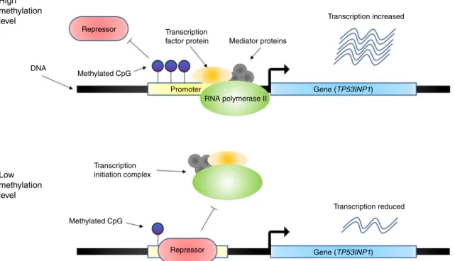 Fig. 5 Hypothesized regulatory mechanism at the TP53INP1 locus for T2D. When the promoter region is highly methylated, which prevents binding of repressor protein (red rounded rectangle) to the promoter region, RNA polymerase II (green ellipsoid), transcri