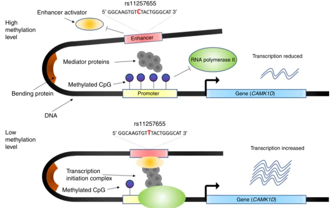 Fig. 3 Hypothesized regulatory mechanism at the CAMK1D locus for T2D. When the allele of rs11257655 in the enhancer region (red) changes from C to T, the enhancer activator protein FOXA1/FOXA2 (orange ellipsoid) binds to the enhancer region and the DNA met