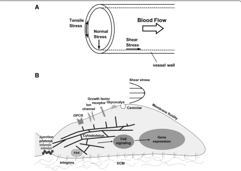 Figure 1 Hemodynamic forces acting on the blood vessel wall and the potential sensors initiating mechanotransduction.(A) Hemodynamic forces experienced by the blood vessel wall including: 1) shear stress, which is the tangential frictional force acting on 