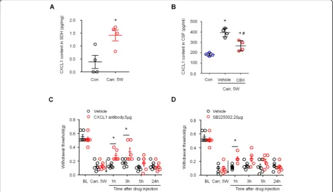 Fig. 7 Prostatitis induced CXCL1 expression in spinal cord dorsal horn and contributed to mechanical allodynia.tintrathecal injection of CBX (5 a ELISA analysis showing CXCL1expression was increased in spinal cord dorsal horn 5 weeks after carrageenan inje