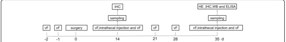 Fig. 1 Experimental time flow. Pain threshold measurement, using a series of von Frey hairs with logarithmically increasing stiffness (0.02–2.56 g,Stoelting), was performed day − 2 and day − 1 prior to, as well as on day 14, day 21, day 28, and day 35 upon